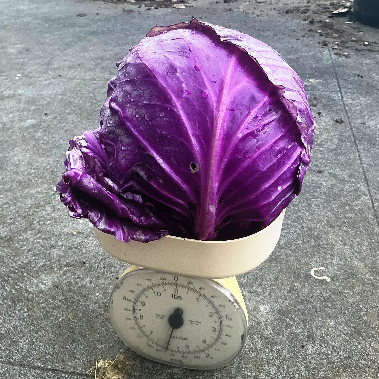 Chaos Springs - This red cabbage from the greenhouse is... | Facebook