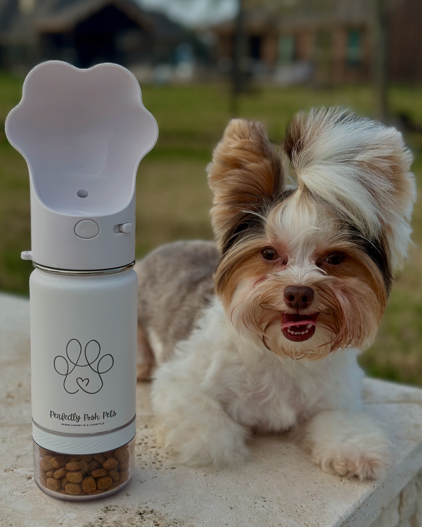 Perfectly Posh Dogs