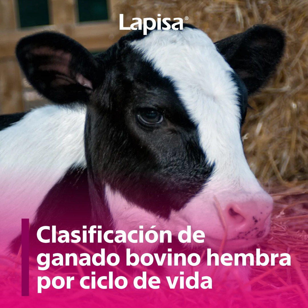 Lapisa - ¿Sabías que las hembras bovinas reciben distintos... | Facebook