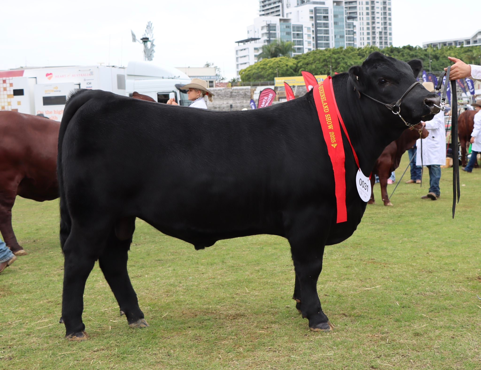 Ruby Ridge Angus | Kingaroy QLD