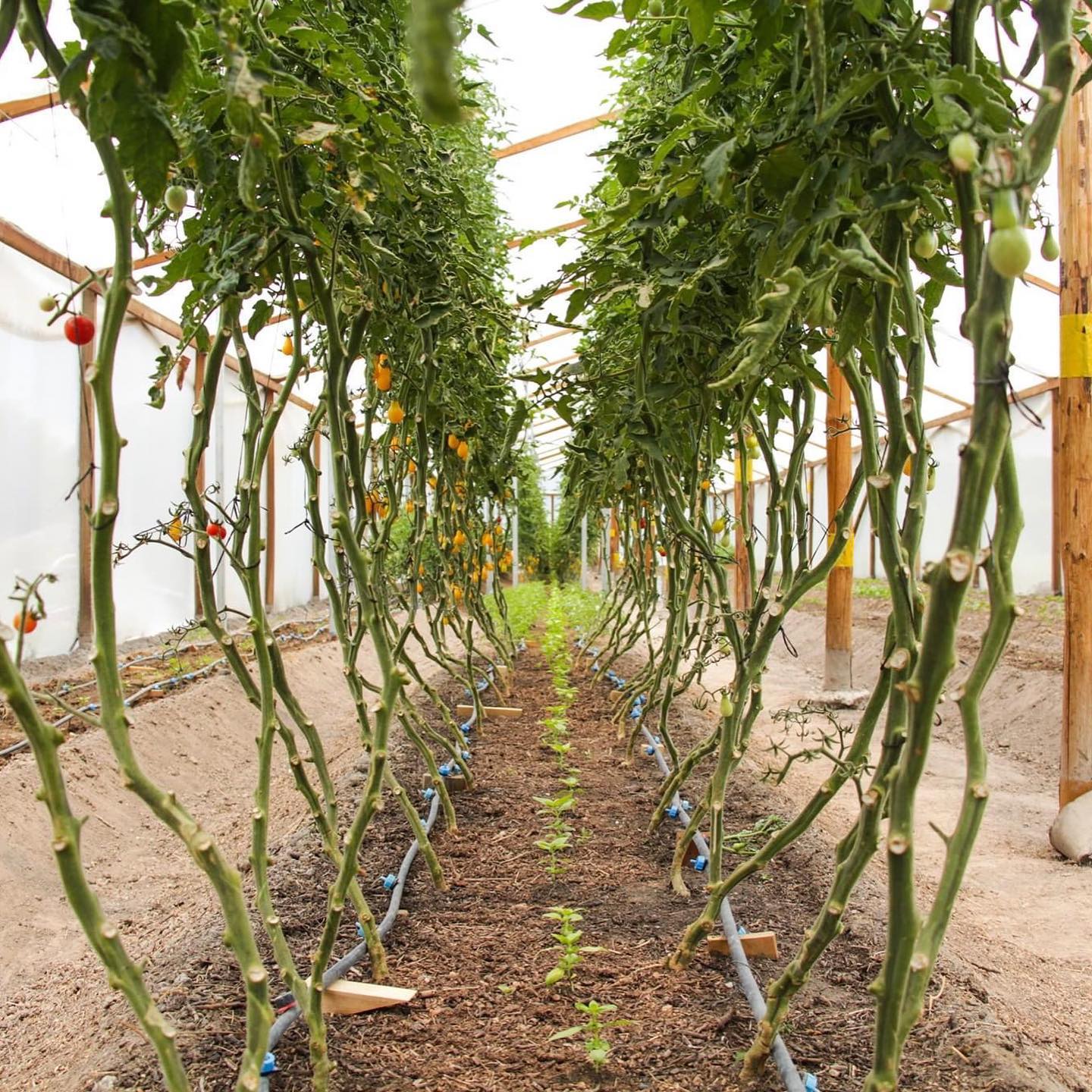 Huerto Rancho Luna | San Miguel de Allende
