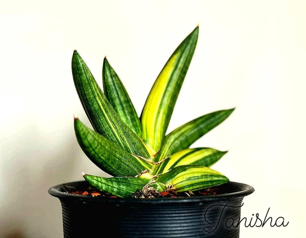 Black pearl  Sansevieria Black pearl Variegated