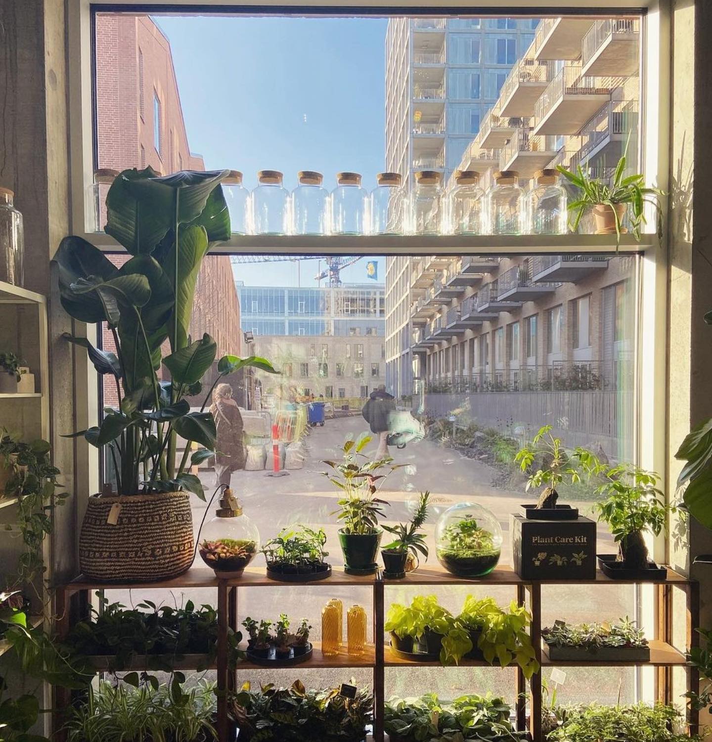 Plukk - Så er vi tilbage som helt normalt; med jungle og stueplanter ...
