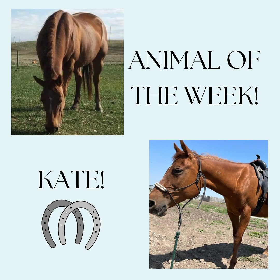Blue Rein Ranch Counselling & Animal Assisted Therapy | Fort Macleod AB