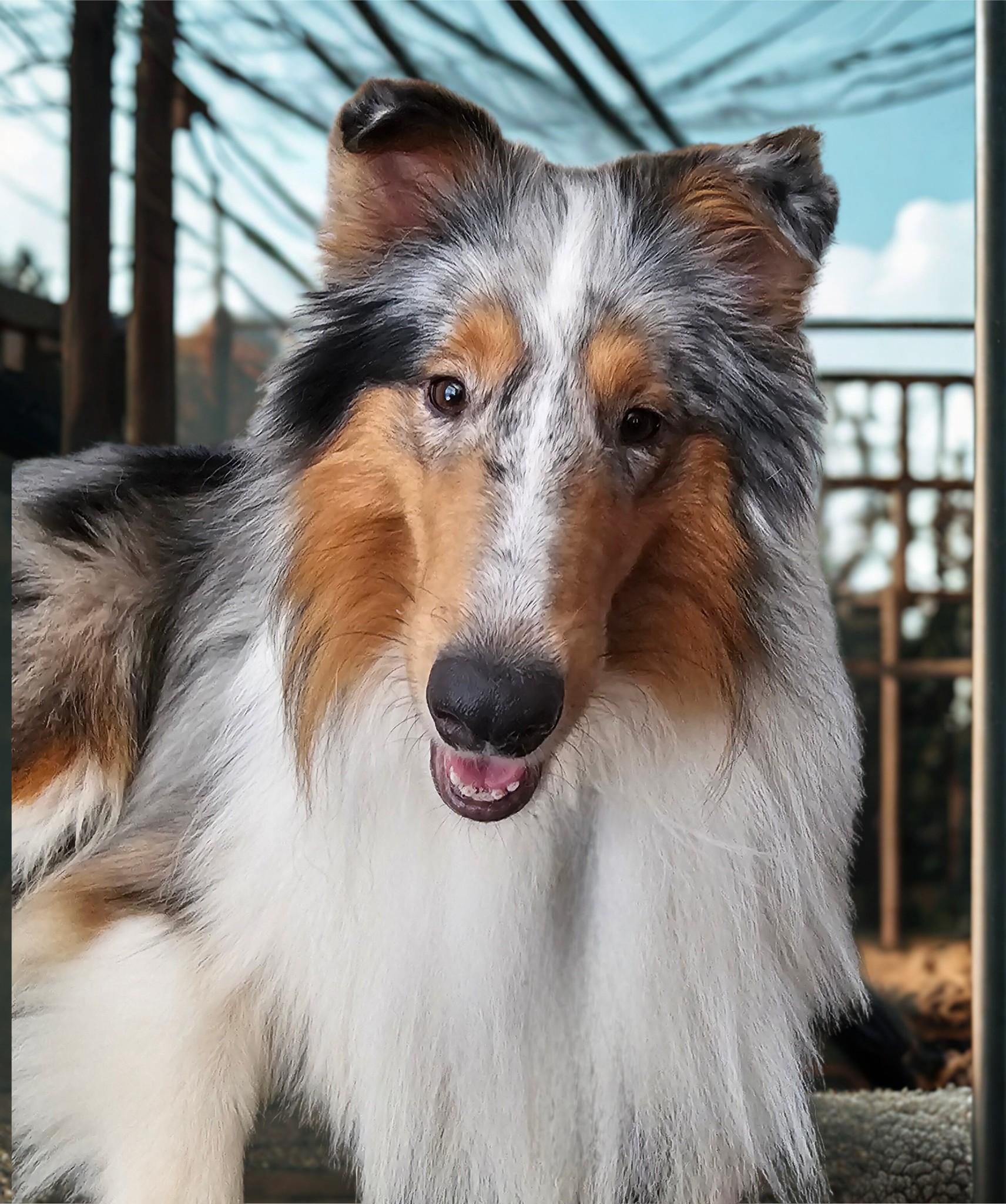 Coastal - Meet Maya! 🐾 The Sweetest Blue Merle Collie You’ll Ever Meet ...
