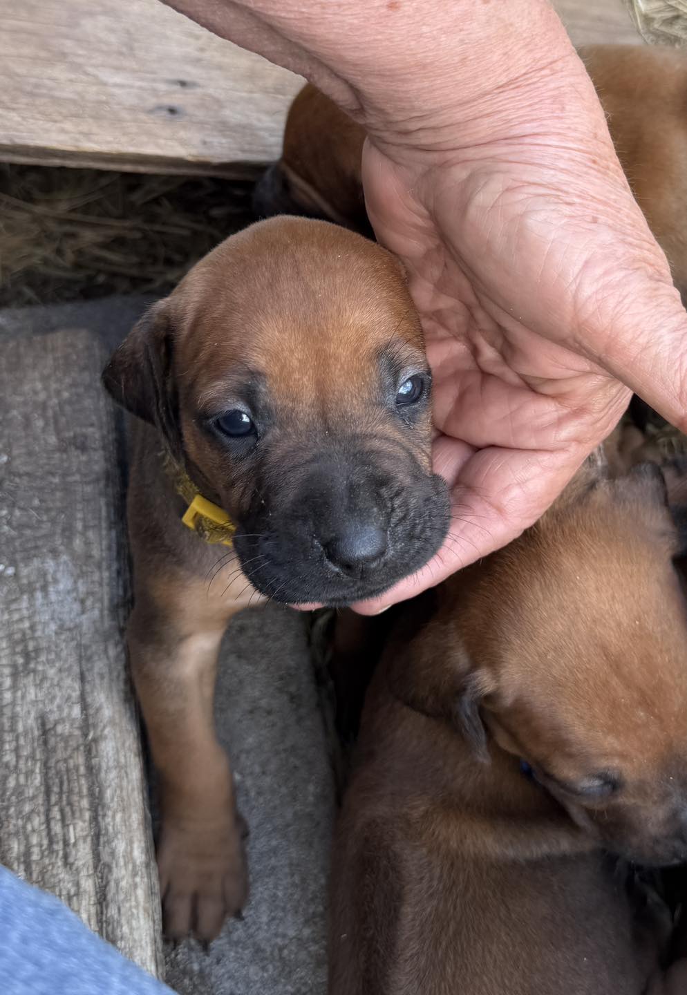 BWK Rhodesian Ridgebacks added... - BWK Rhodesian Ridgebacks