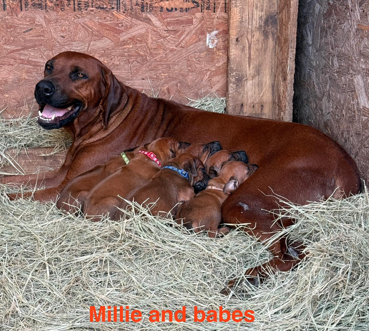 BWK Rhodesian Ridgebacks added... - BWK Rhodesian Ridgebacks