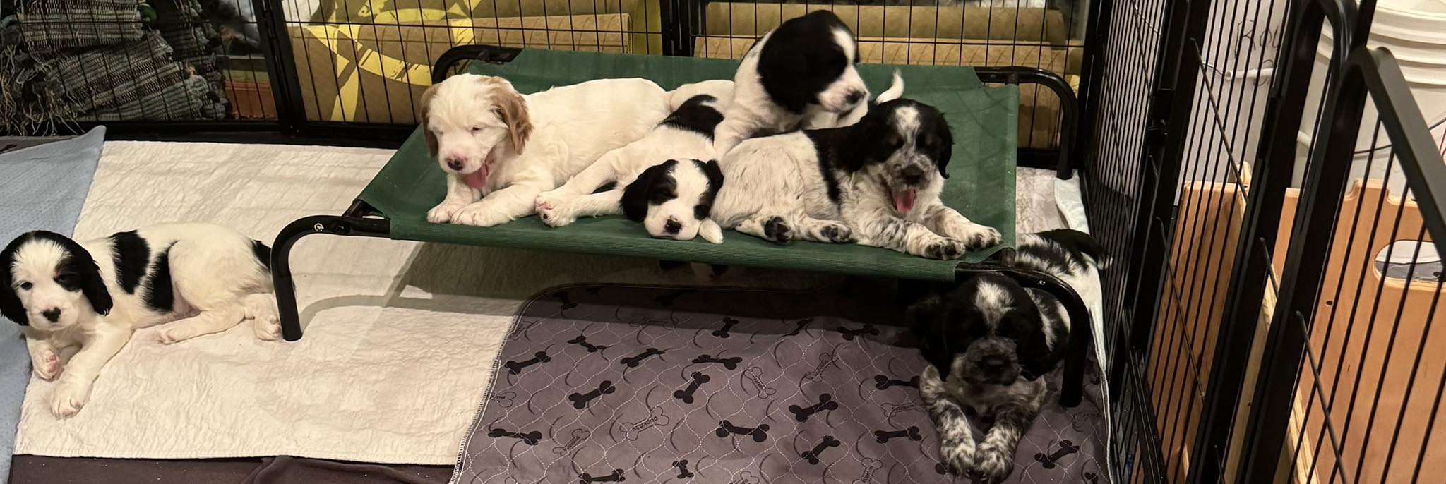 Wyoming Springer Spaniels | Torrington WY