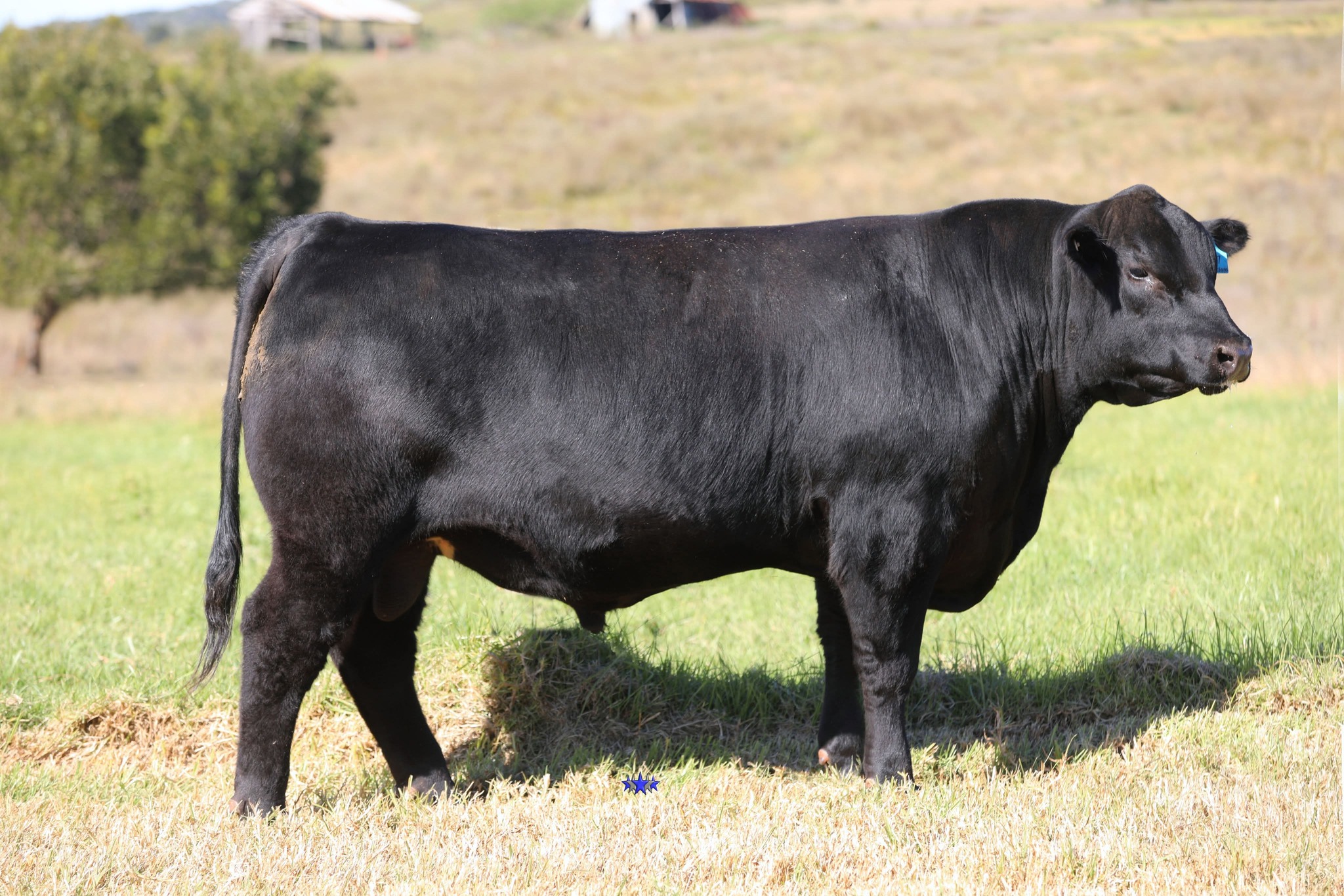 Ruby Ridge Angus | Kingaroy QLD