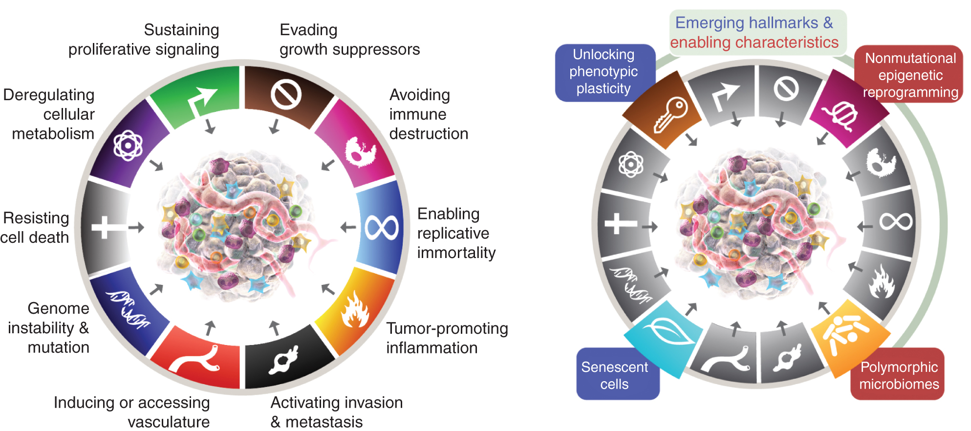 The Evolving Hallmarks of Cancer... - Cancer biology research | Facebook