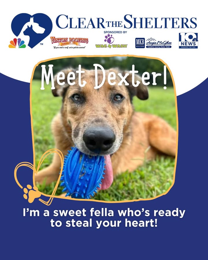 Rachel Lucas - Dexter is as cute as a button and is on the... | Facebook
