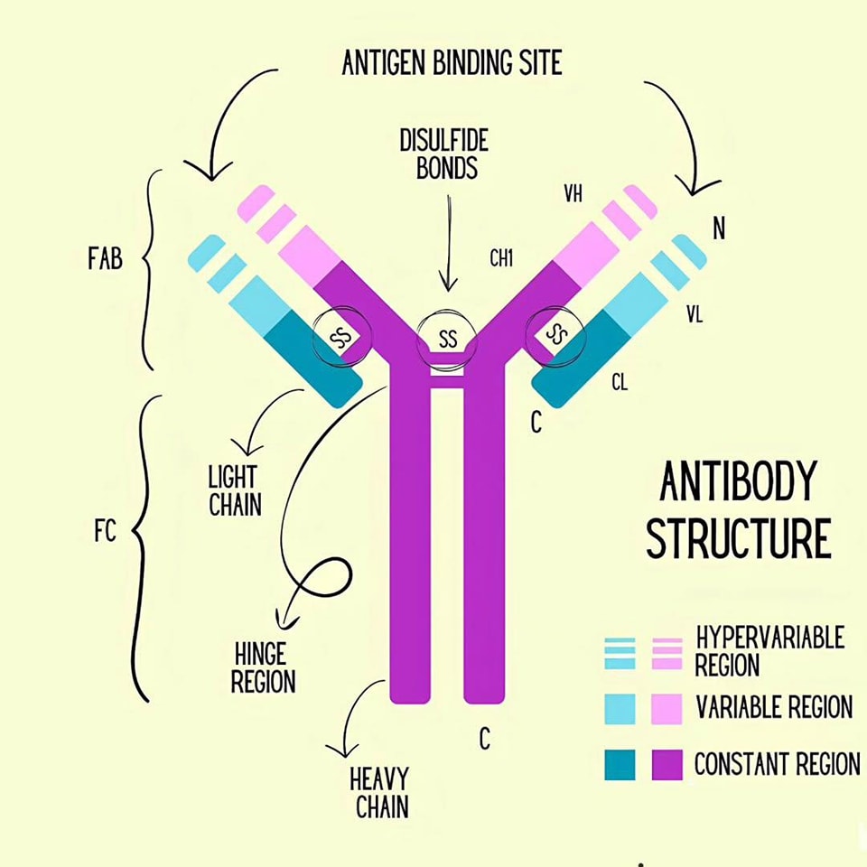 Los anticuerpos (inmunoglobulinas)... - Microbiologia Medica | Facebook