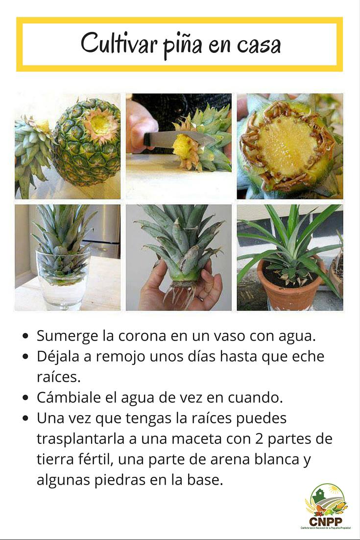 CNPP Oficial - ¿Sabes como cultivar piña en una maceta?... | Facebook