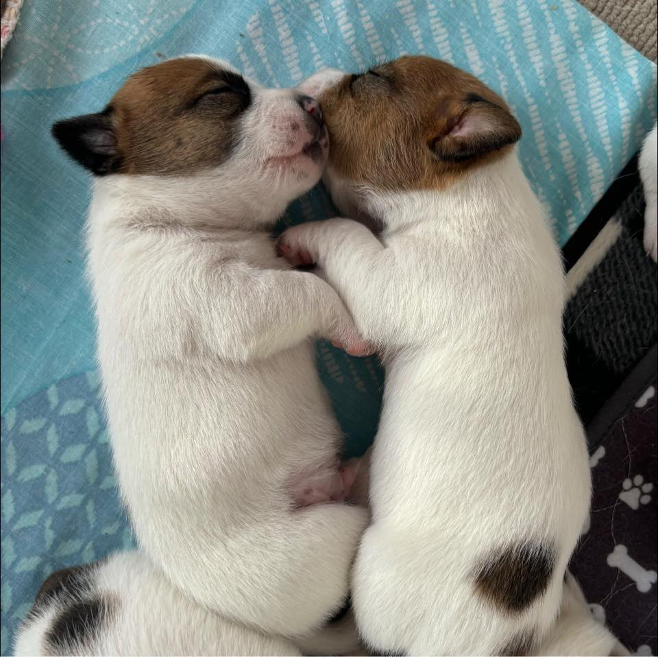Weaning from momma is pretty easy for these little rascals! | Riley's ...