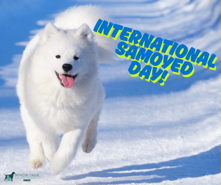 Spencer - ☁️🐶 Did You Know? 🐶☁️ Today is International Samoyed Day, and ...