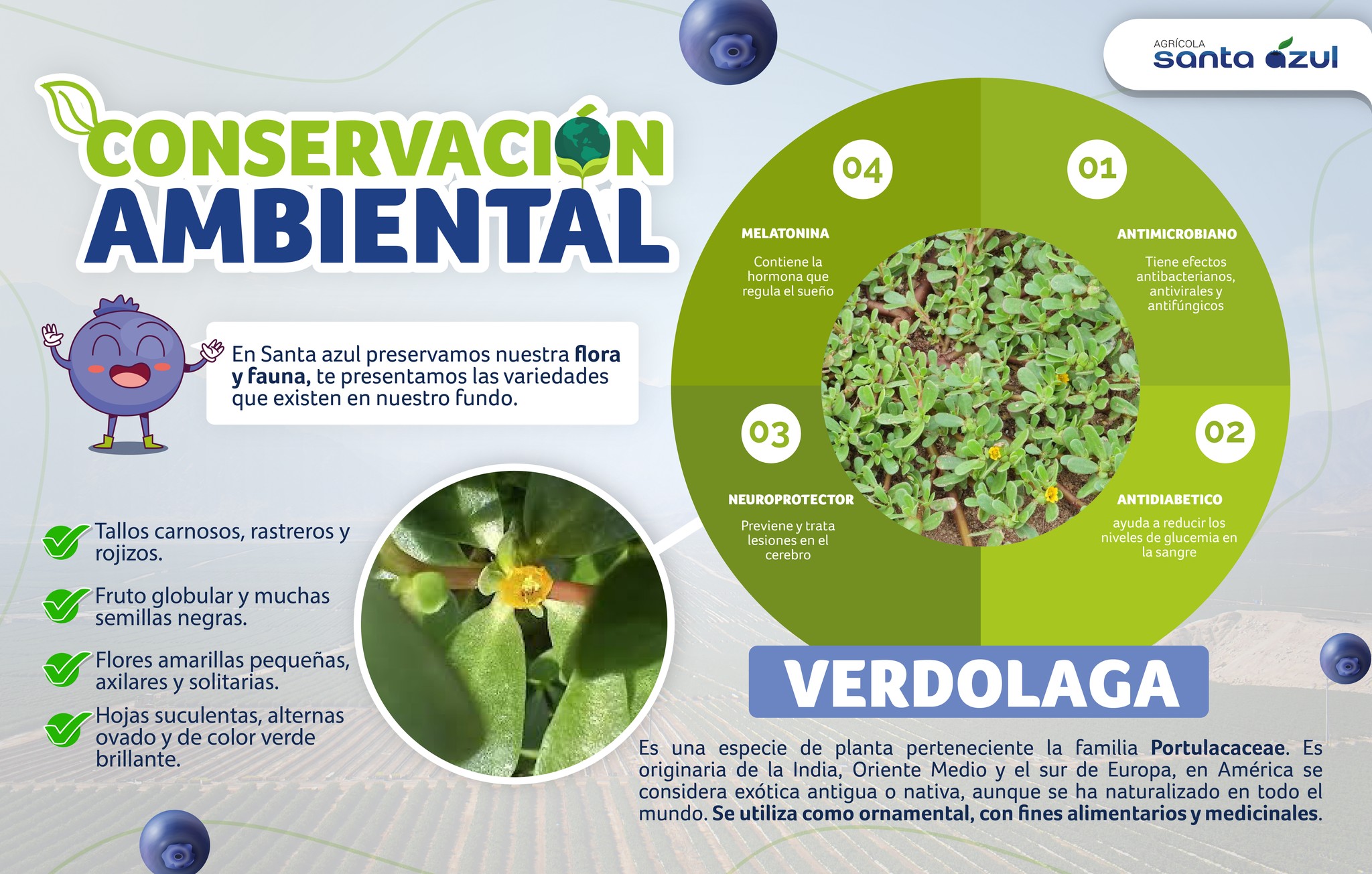 🌱¡CONOCE NUESTRA FLORA Y... - Agrícola Santa Azul S.R.L
