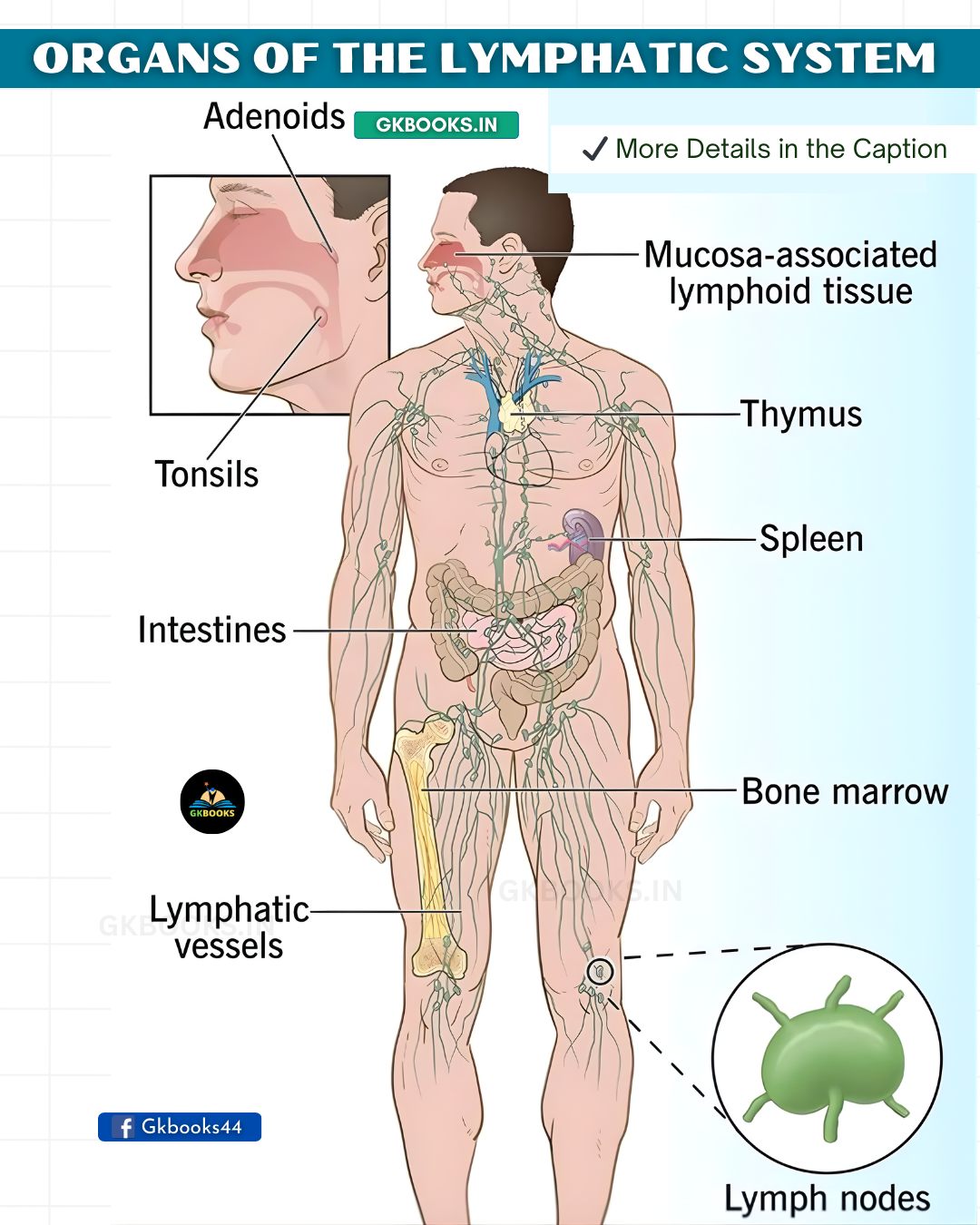 InfoPic - OVERVIEW OF THE LYMPHATIC SYSTEM 🔰 What is the Lymphatic ...