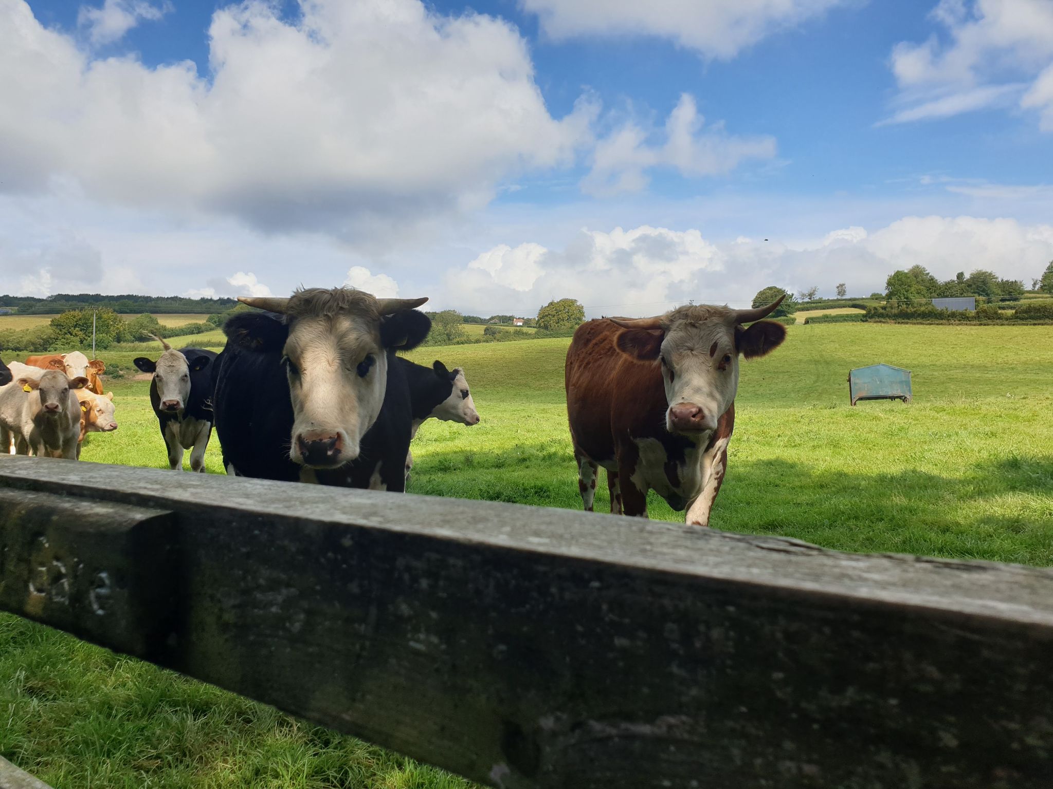 Go - 🐄 Cows can be dangerous – here’s how to stay safe when hiking in ...