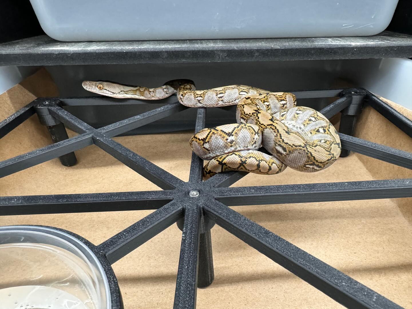 View of Reptile Husbandry Designs... - Reptile Husbandry Designs