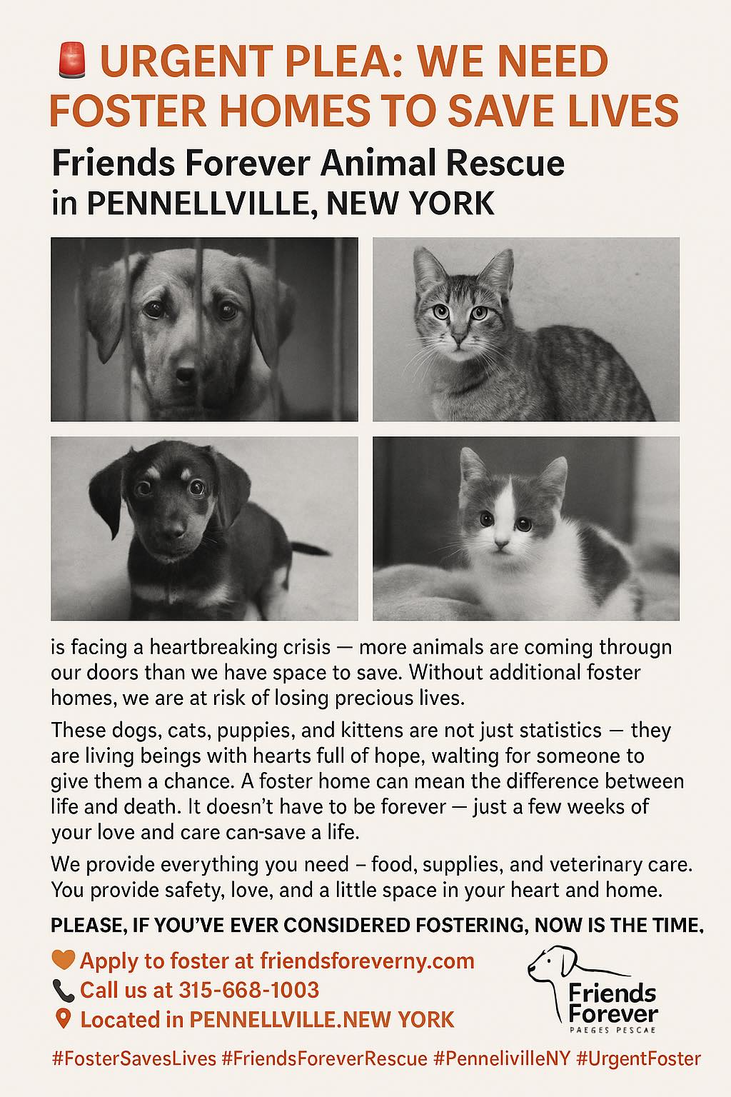 Friends - 🚨 Urgent Plea: We Need Foster Homes to Save Lives 🚨 Friends ...