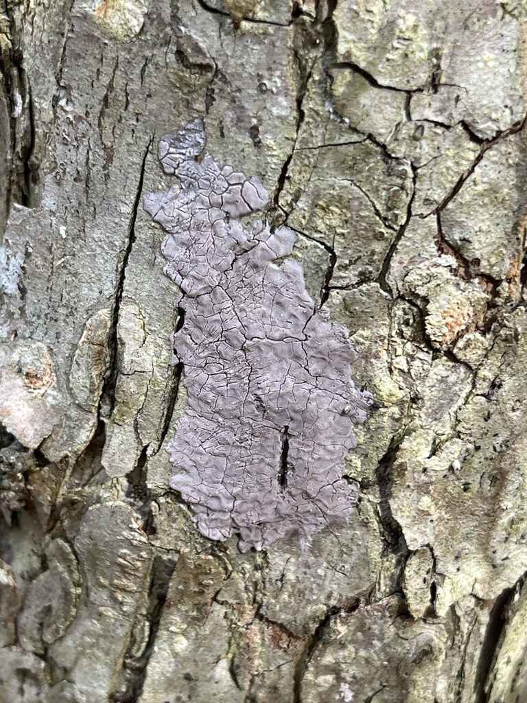 Science Stroll: Dead Man’s Hollow Lanternfly Scrape & Squish