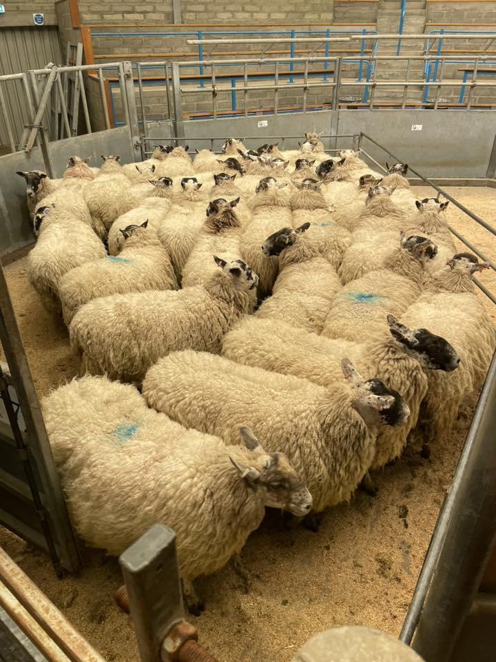 ANM - Quoybrae sold 90 Store Cattle, 24 Breeding Cattle and 719 ...