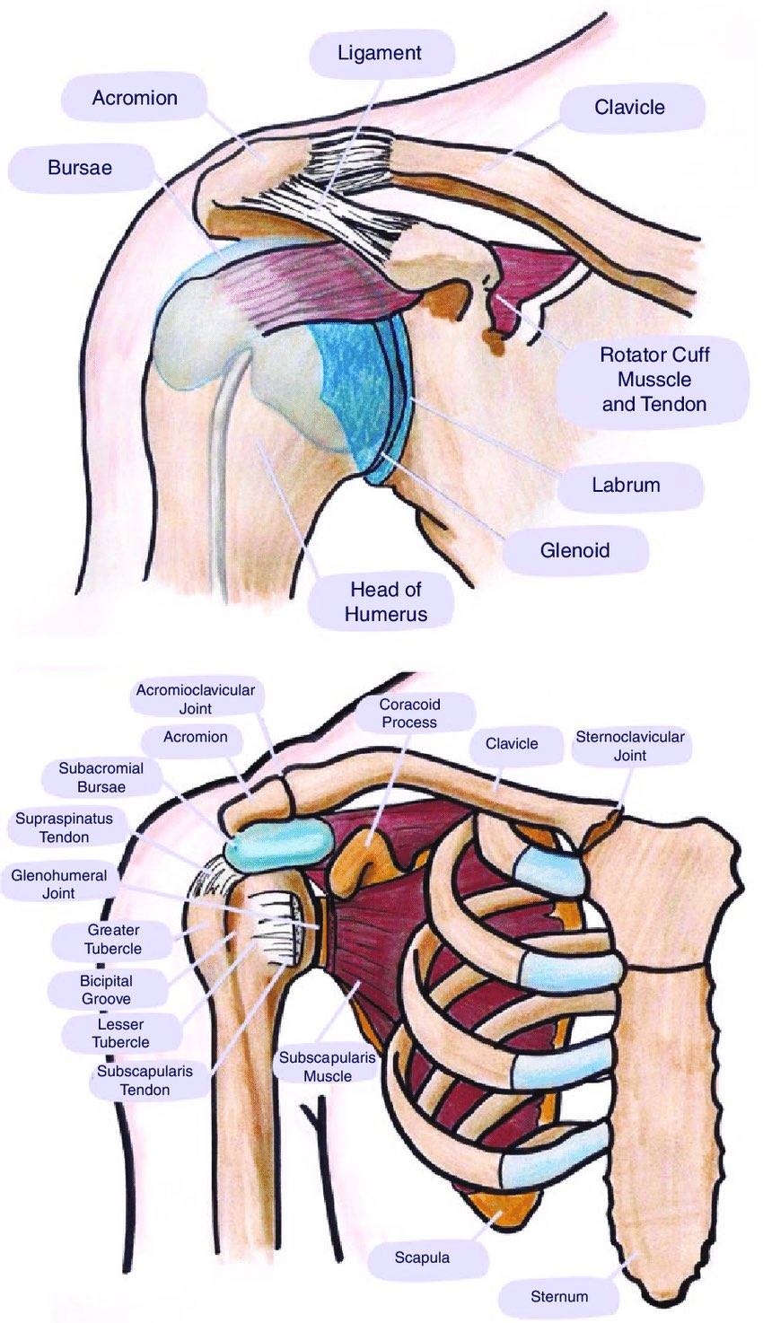 Professor - Anatomy of the shoulder joint #shoulder #anatomy https ...