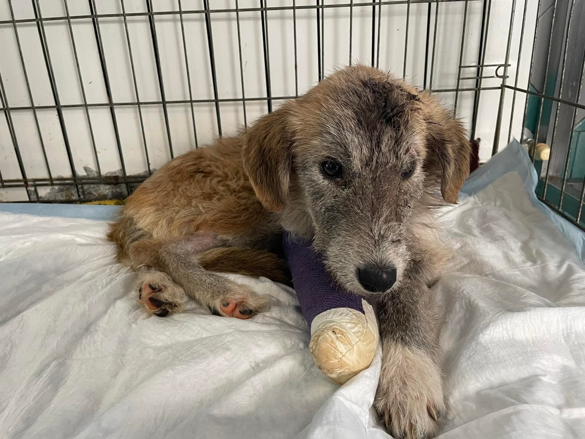 Ex rottami , rottamati, della clinica Veterinaria Duemari