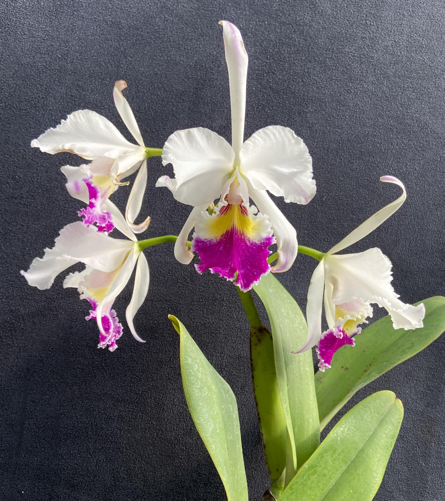 Semi-alba C Gaskelliana orchid
