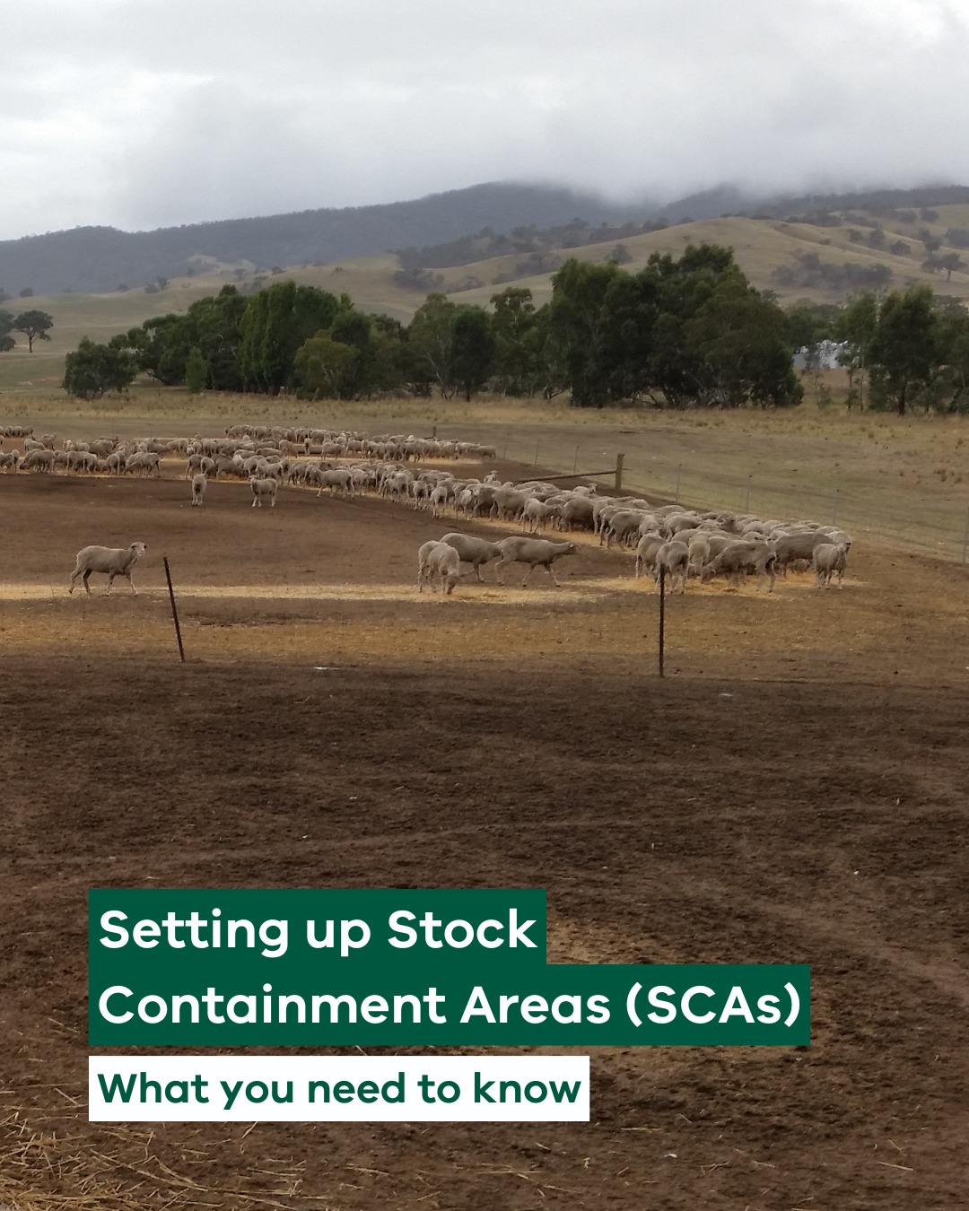 🐄 Considering setting up a Stock... - Agriculture Victoria | Facebook