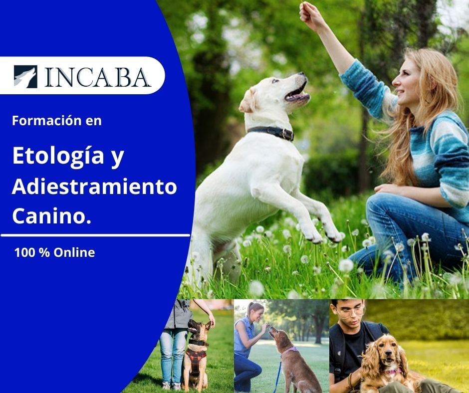 📢📢📢 Convocatoria abierta!... - Incaba Servicios Profesionales | Facebook