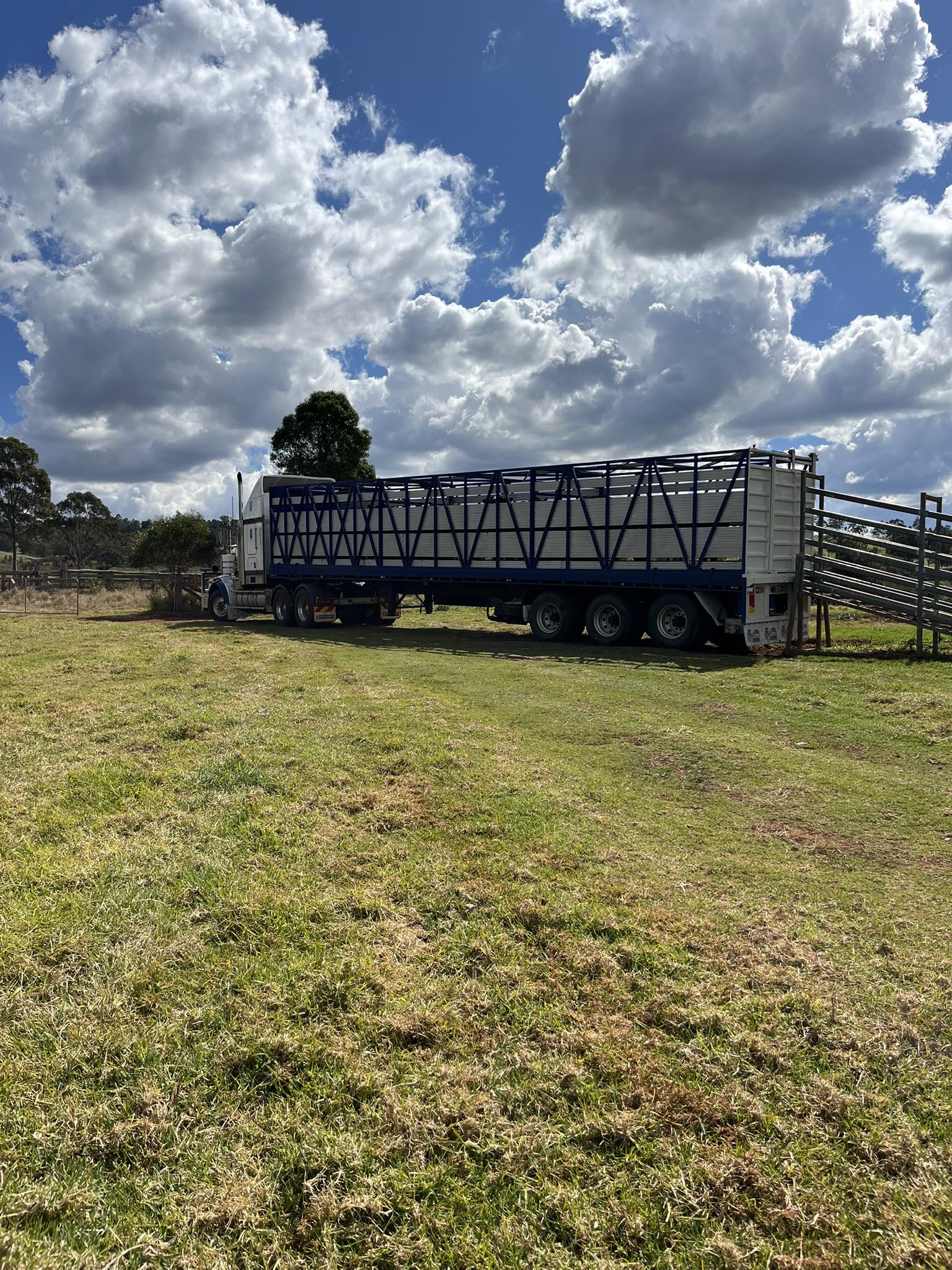 Ruby Ridge Angus | Kingaroy QLD