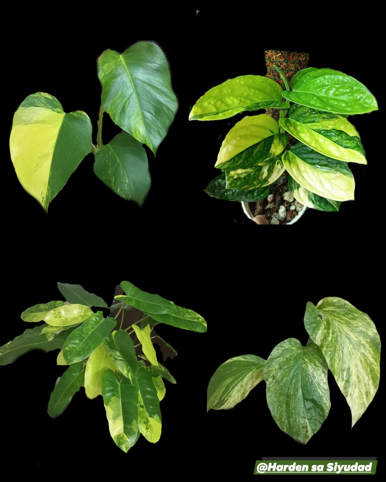 Harden - Different kinds of plants 🪴 1. MONSTERA AUREA - The Monstera ...