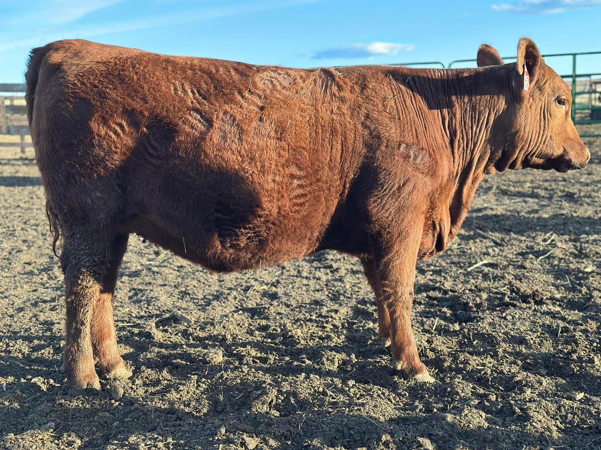 Leadbetter Simmental and Red Angus - I know that some are still in the ...