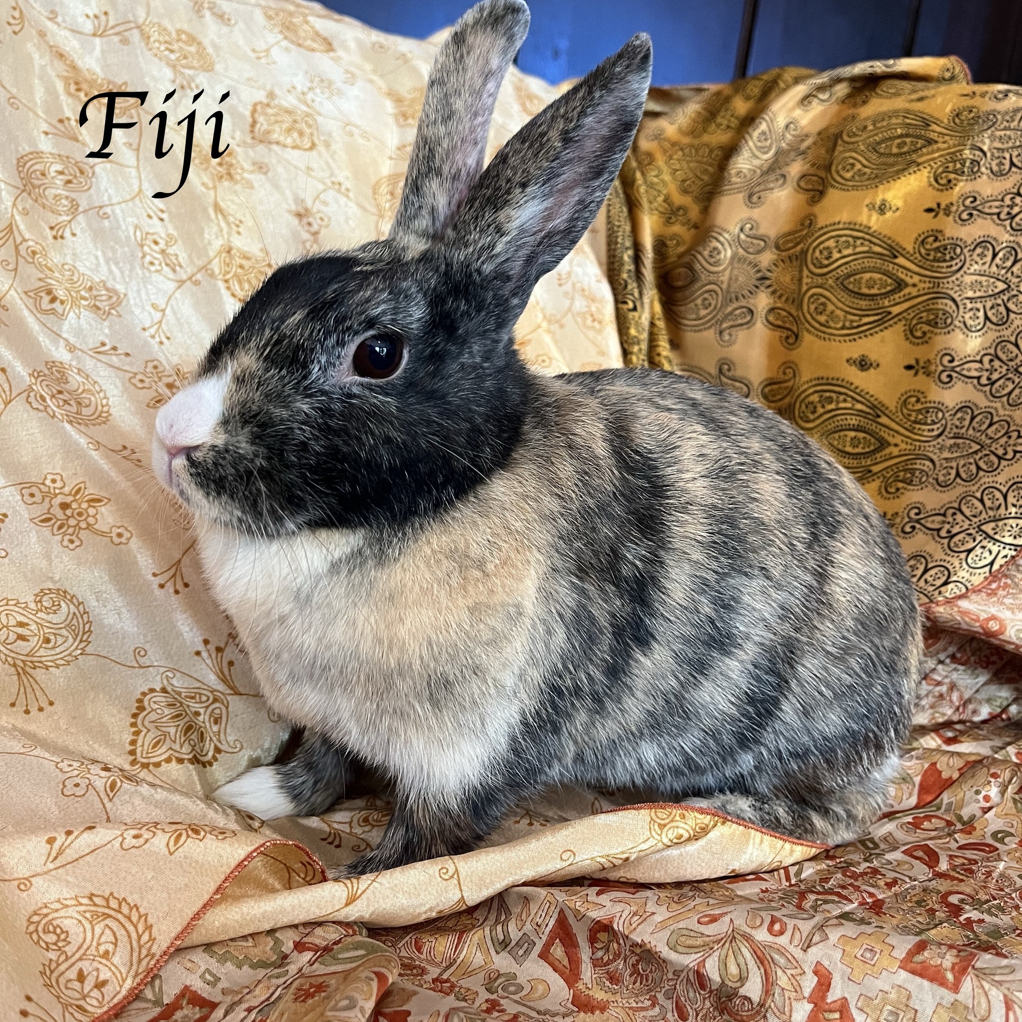 East Bay Rabbit Rescue | Livermore CA