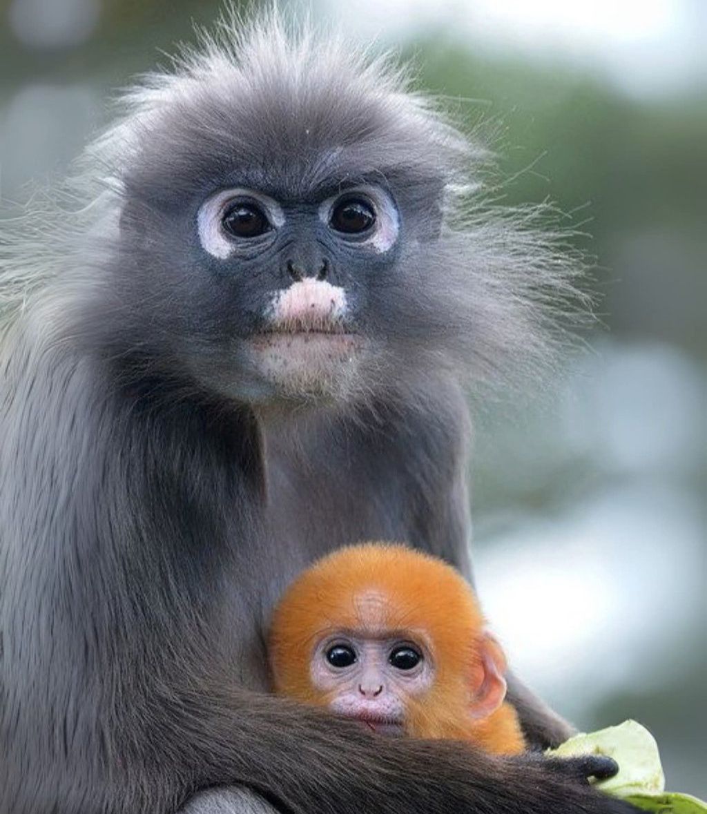 Animal Zone - 😍 A Dusky Leaf Monkey With Its Baby! 😍... | Facebook