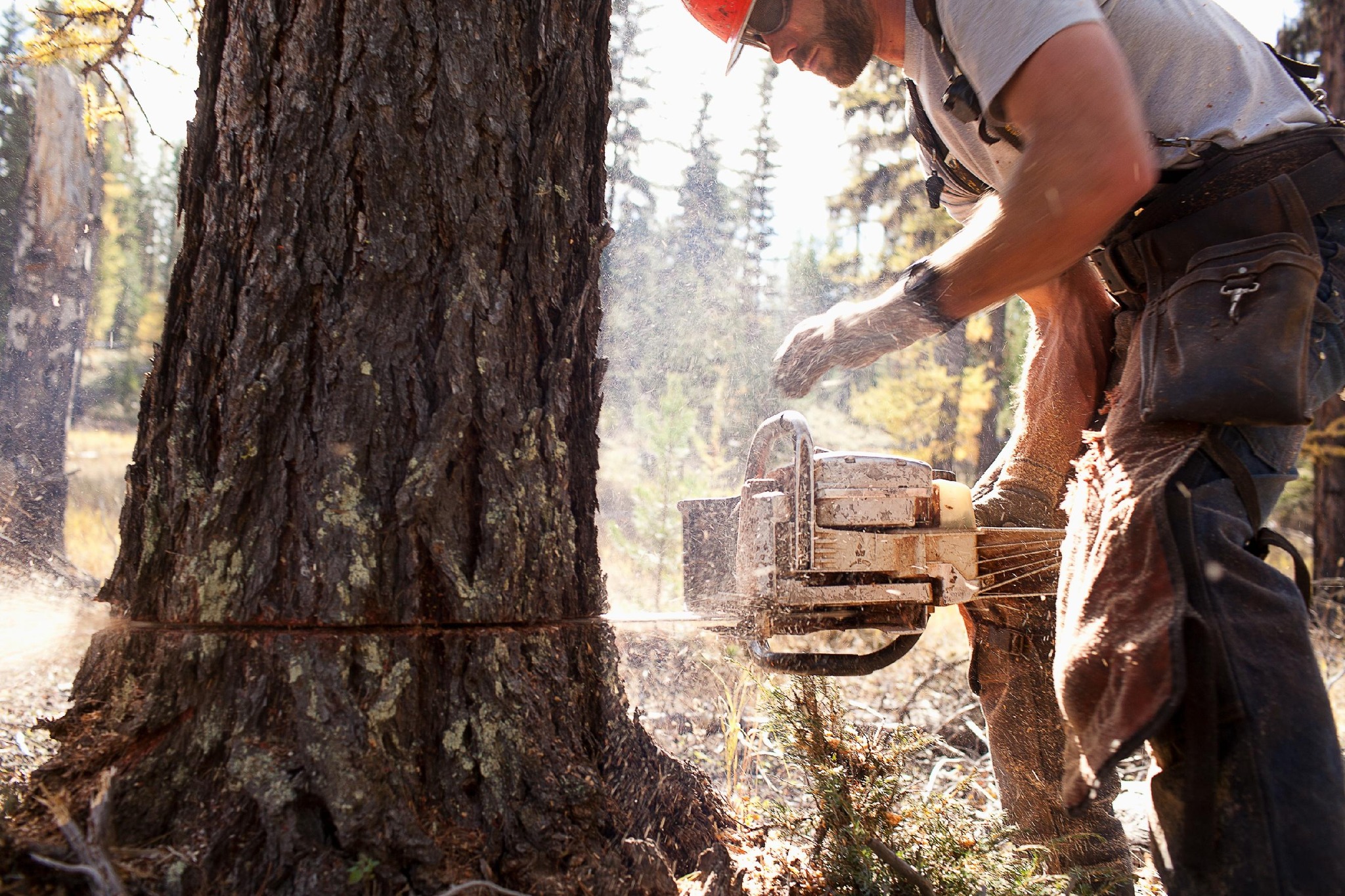 Montgomery Tree & Stump Removal | Huntsburg OH