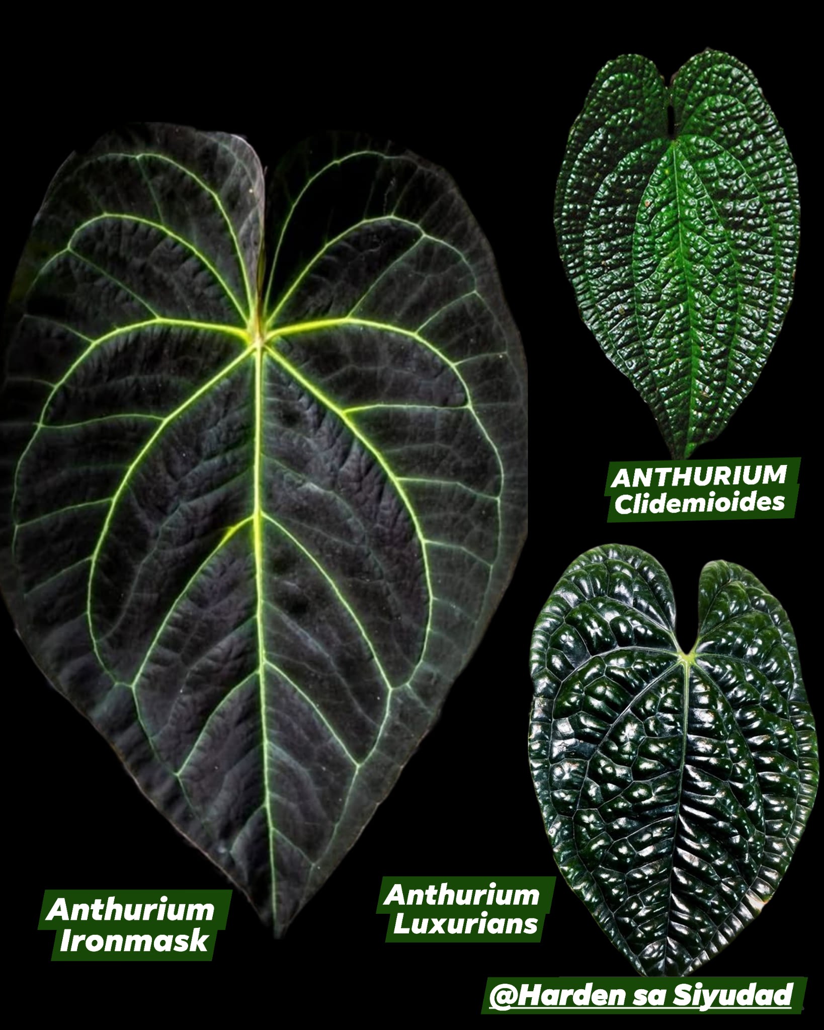 Harden - Comparing Anthurium Iron Mask, Clidemioides, and Luxurians🪴 ...