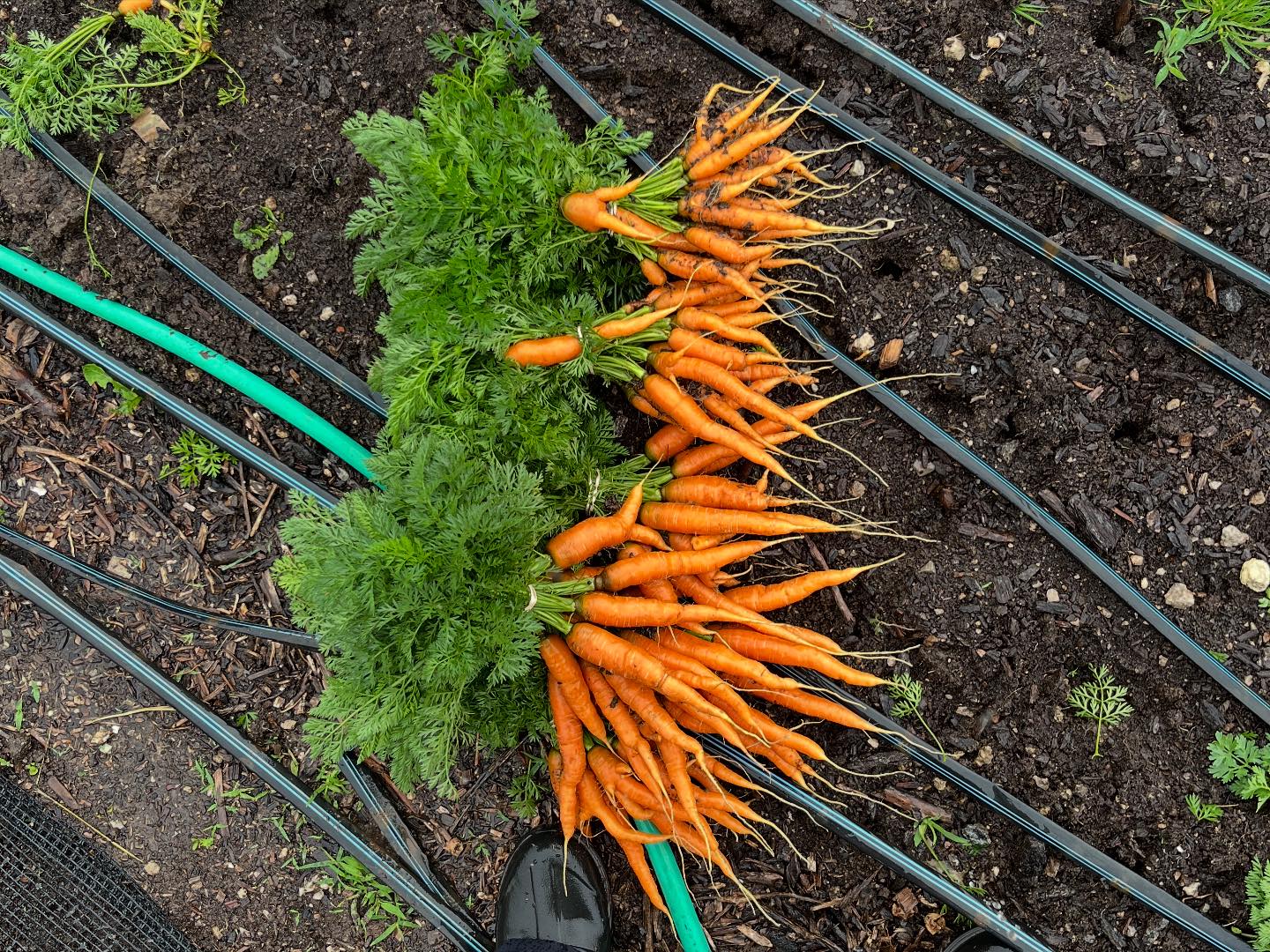 Christopher Farm | Modoc IN