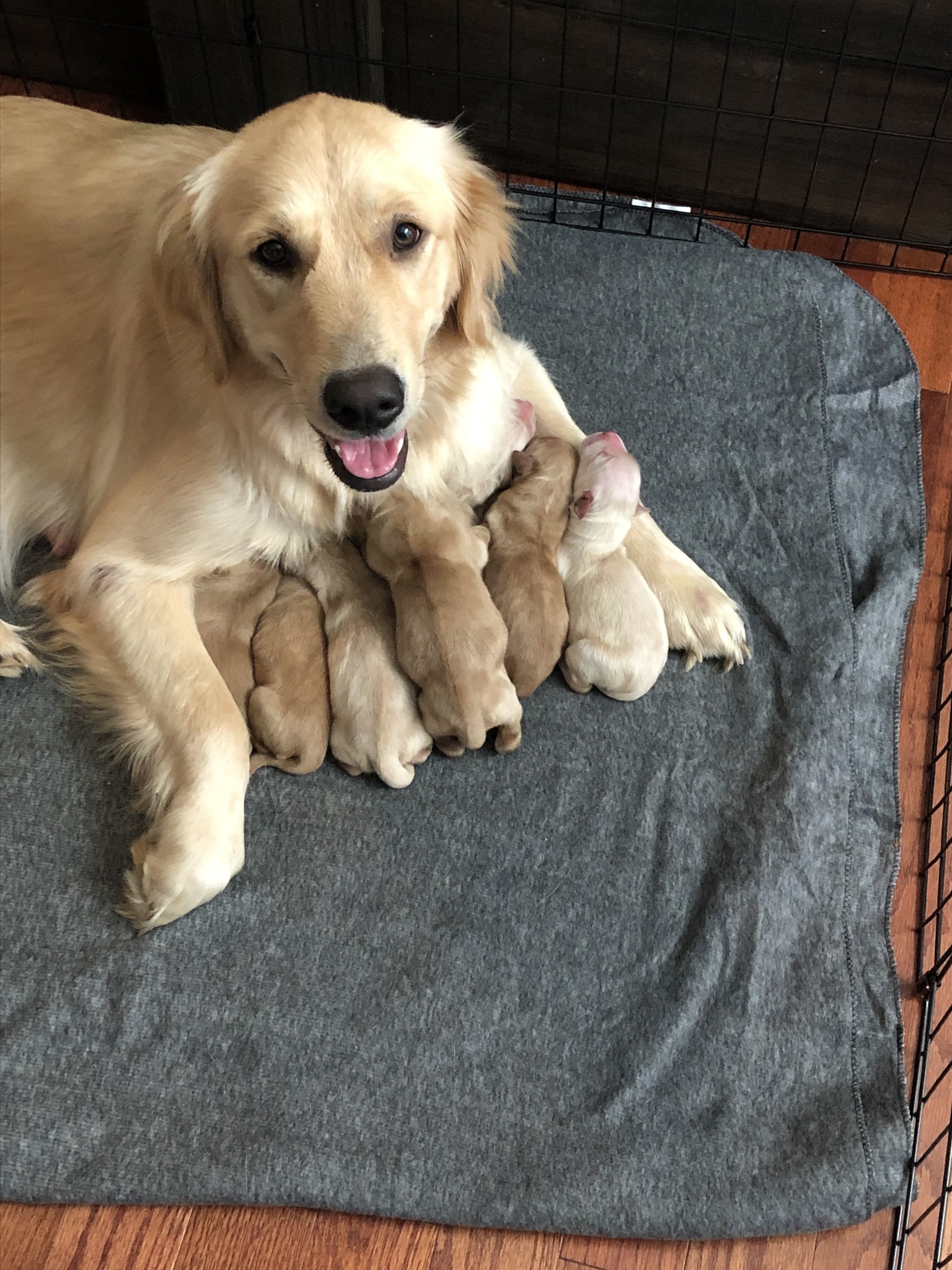 Golden Ranch Puppies | Summertown GA