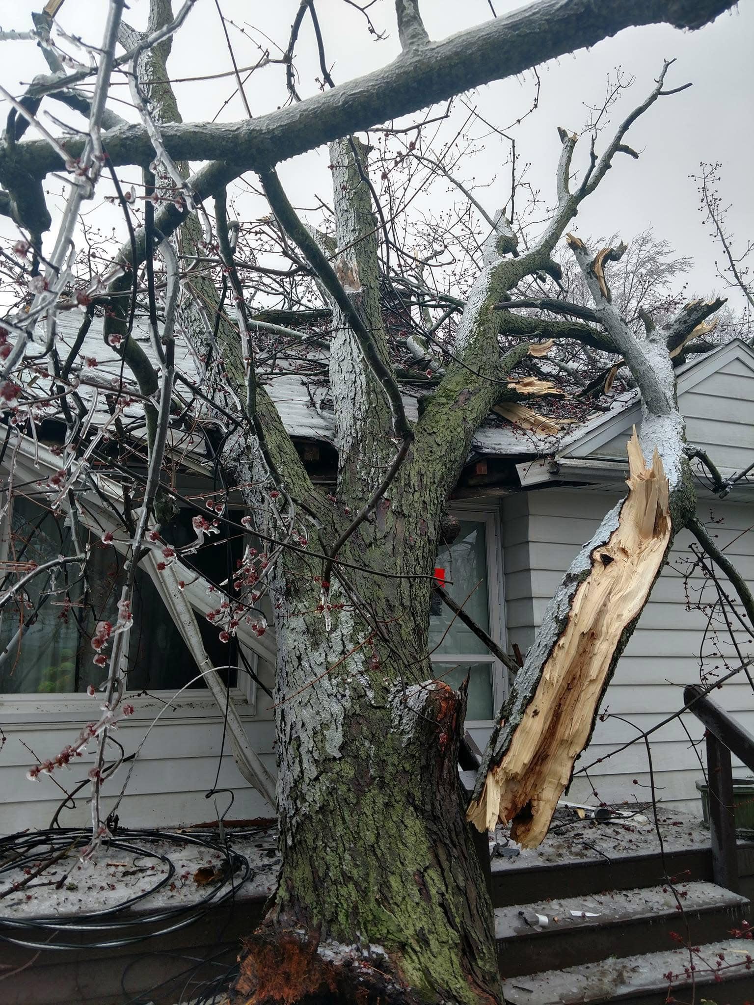 Lou's Cutting Edge Tree Service LLC | Eaton Rapids MI