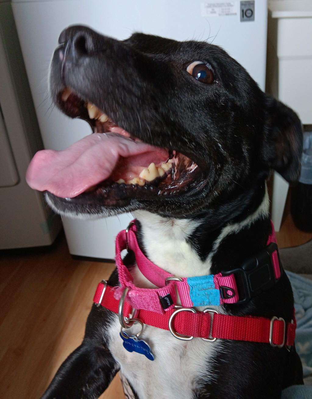 SBTCA Rescue