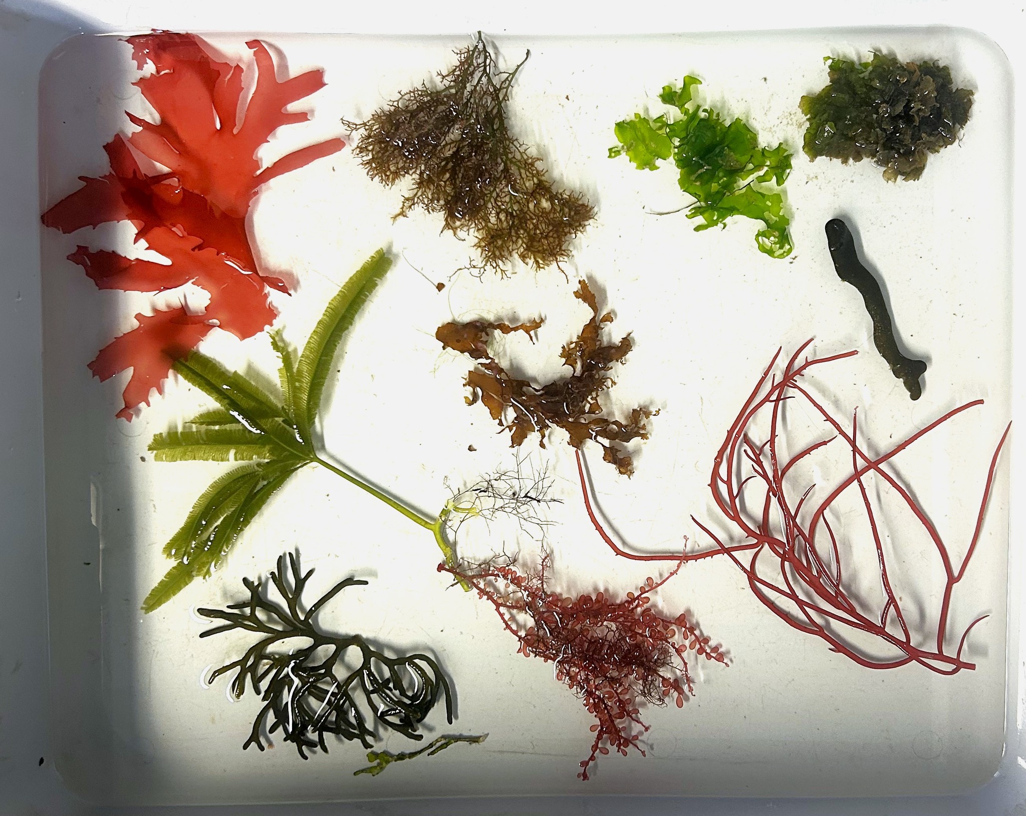 Diversity of marine algae in ocean ecosystems