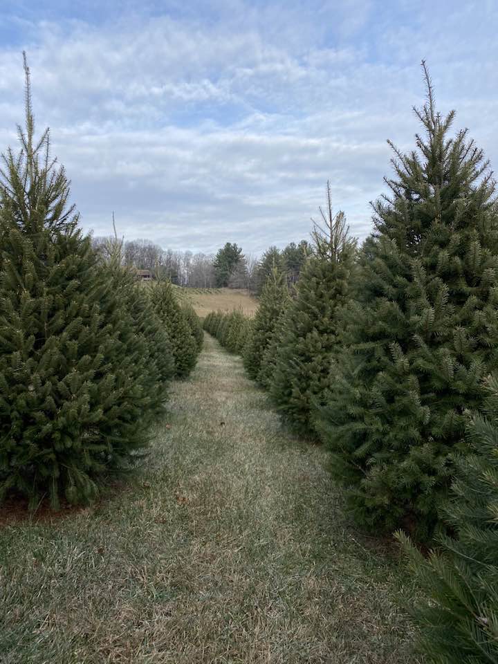 Putman Christmas Tree Farm | Westminster MD