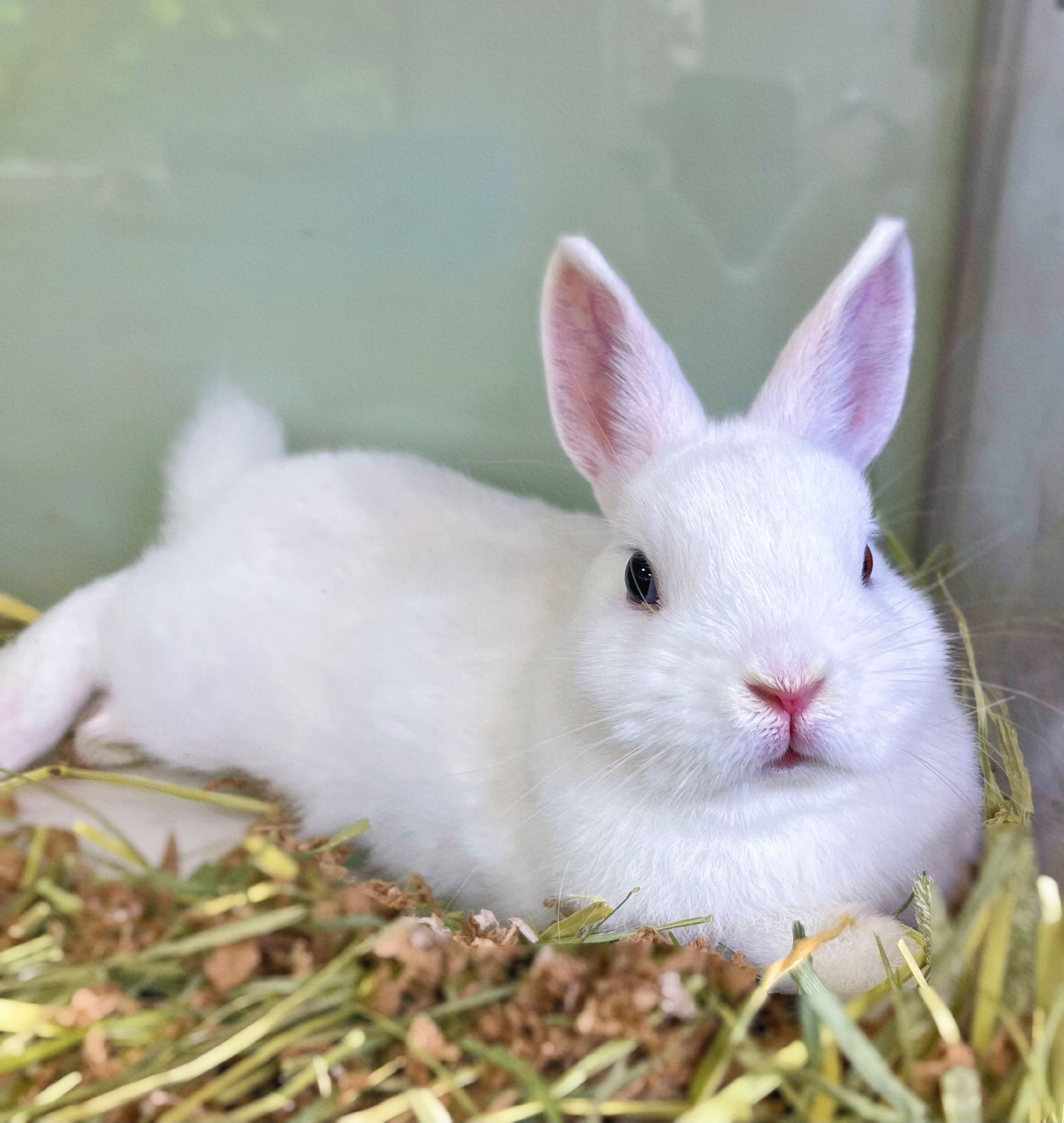 i love rabbit - 荷蘭侏儒兔 Netherland Dwarf 是體型最小的兔種之一，飼養方式相當容易，不需要有很大的活動空間 ...
