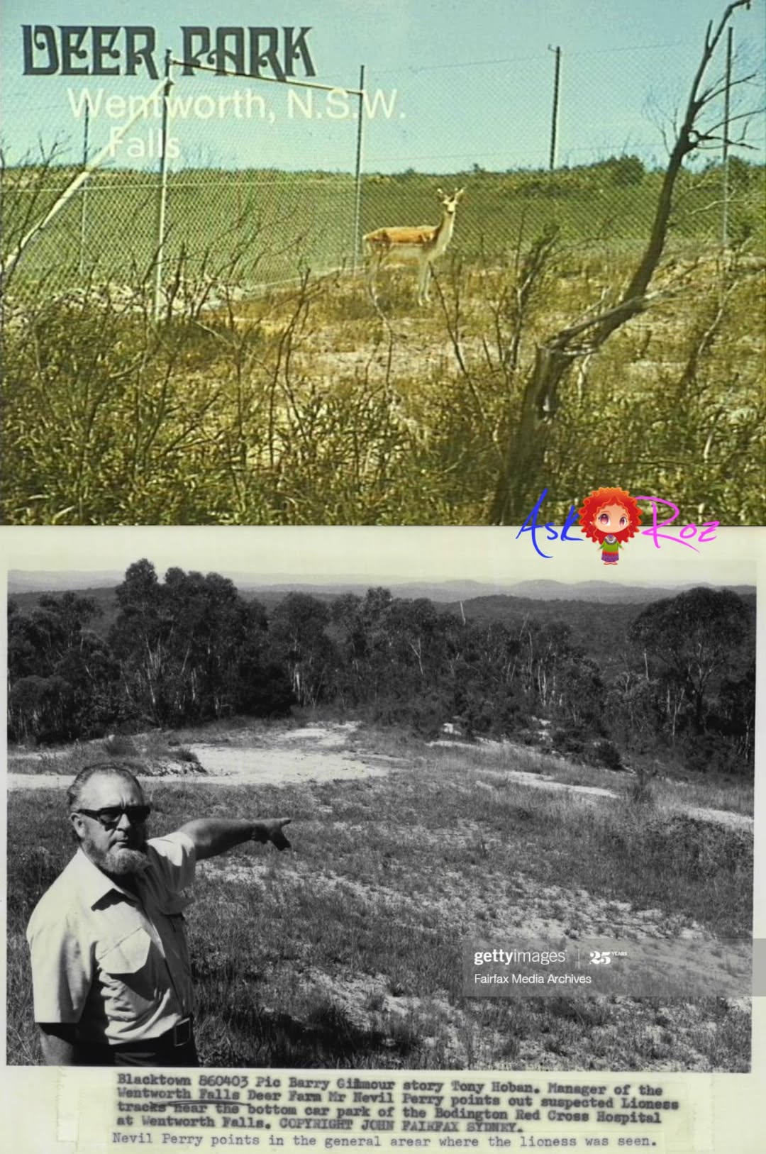 Ask - HISTORIC SNAPSHOT ~ The Wentworth Falls Deer Park. The park was ...