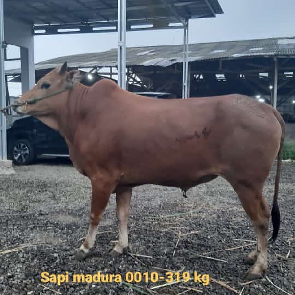 Peternakan sapi jawara