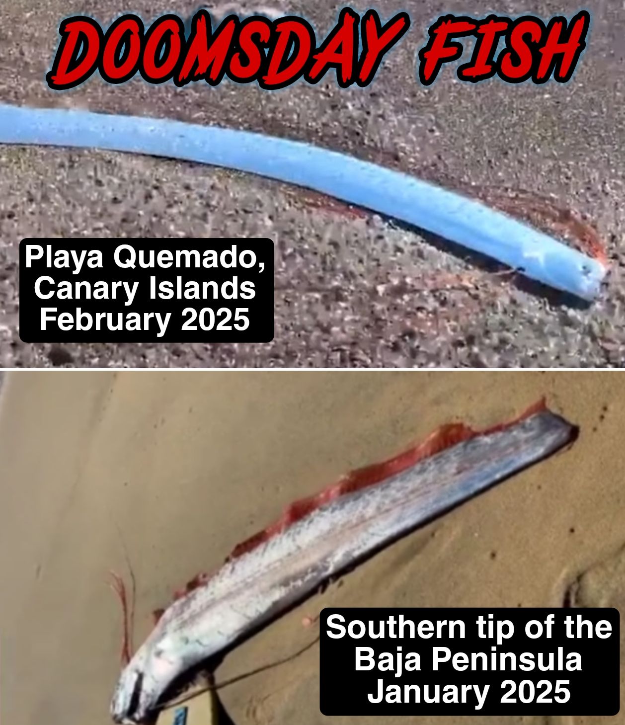 The Skeleton - Another “doomsday fish” has appeared. This time it was ...
