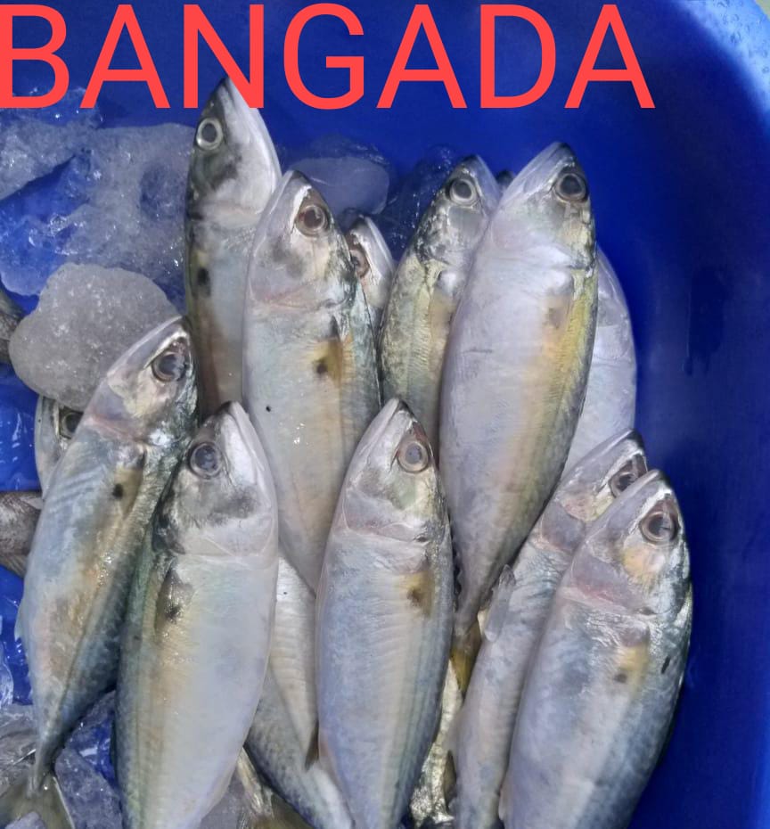 FISH MART - FISH MART added a new photo.