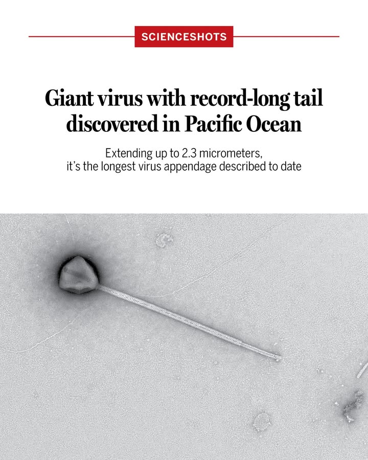 News - The recently discovered giant virus PelV-1 has a tail of ...